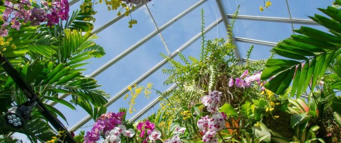 Photograph of flowers and plants inside of a greenhouse