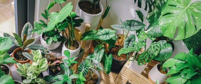 Photograph of houseplants near a window